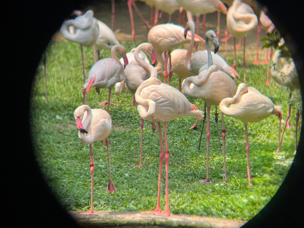 binoculars for birdwatching